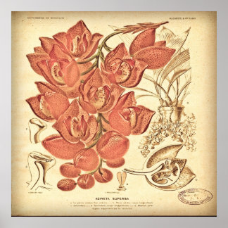 Vintage Botanical Canvas. Poster