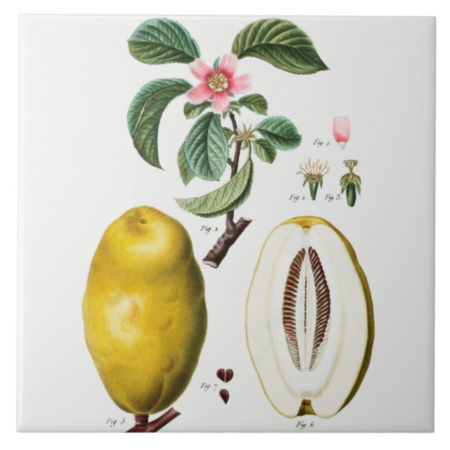 Vintage Botanical Ceramic Tile (Front)