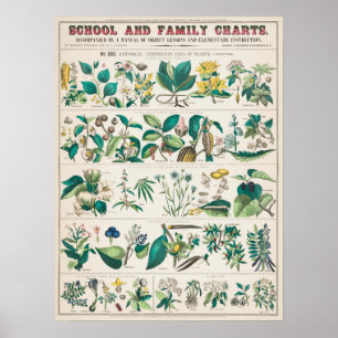 Vintage Botanical Chart