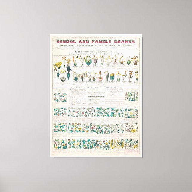 Vintage Botanical Chart: Classification of Plants Canvas Print (Front)