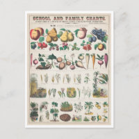 Vintage Botanical Chart: Economical Uses of Plants