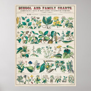 Vintage Botanical Chart: Economical Uses of Plants Poster