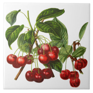 Vintage Botanical Cherries Print on White Tile