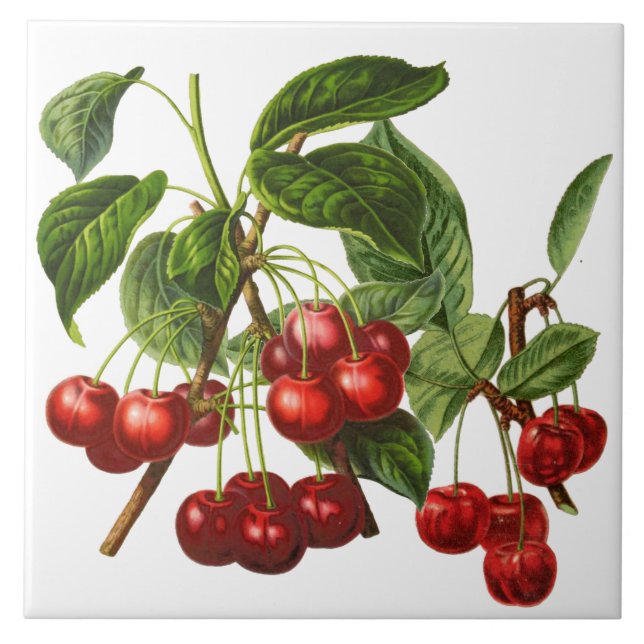Vintage Botanical Cherries Print on White Tile (Front)