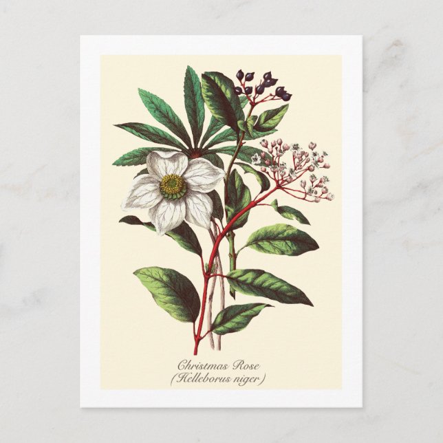 Vintage Botanical Christmas Rose Flower Bouquet Postcard (Front)