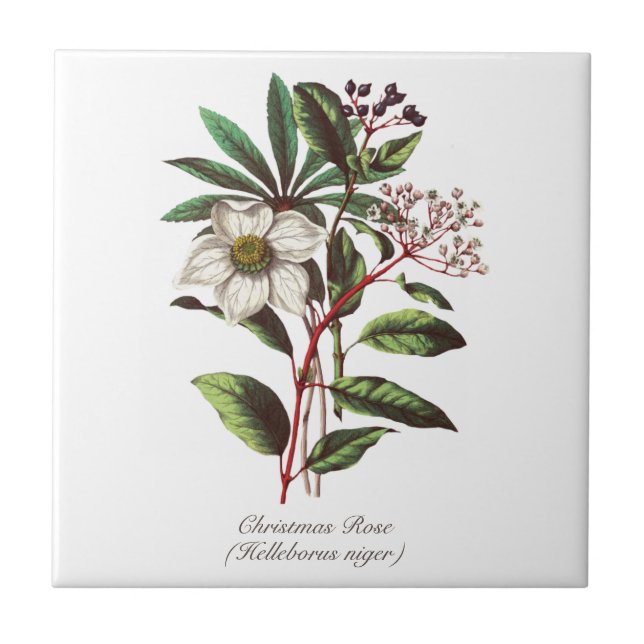 Vintage Botanical Christmas Rose Flower Bouquet Tile (Front)