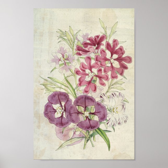 Vintage Botanical Clarkias Poster (Front)