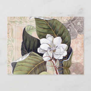 Vintage Botanical Collage with Magnolia Postcard