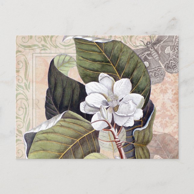 Vintage Botanical Collage with Magnolia Postcard (Front)