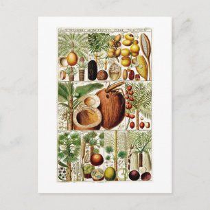 VINTAGE  BOTANICAL COLLECTION COCONUT POSTCARD