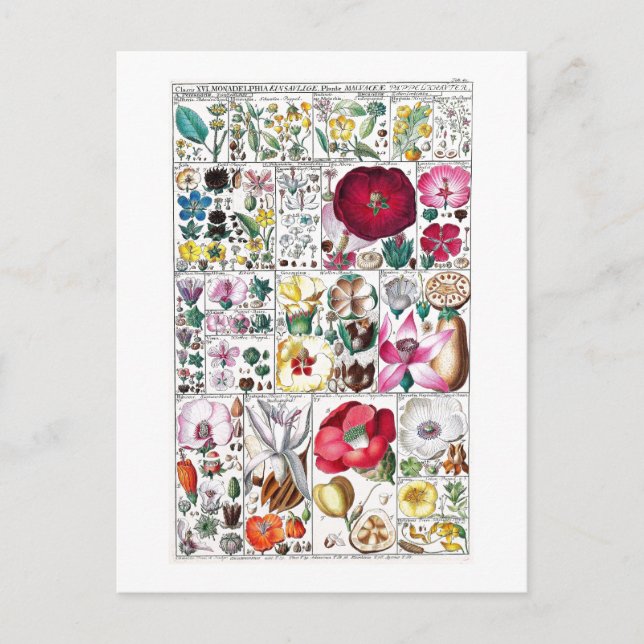 VINTAGE BOTANICAL COLLECTION POSTCARD (Front)
