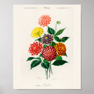 Vintage Botanical Cottagecore Dahlia Poster
