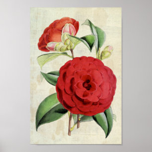 Vintage Botanical Crimson Camellia Poster