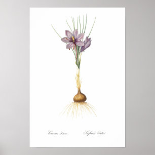 VINTAGE BOTANICAL "CROCUS" REDOUTÉ POSTER