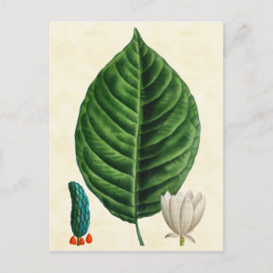 Vintage Botanical Cucumber Tree Illustration Postcard