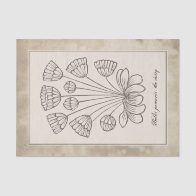 Vintage Botanical Daisy Flower Parchment Decoupage Tissue Paper (Front)