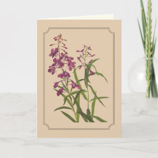 Vintage Botanical Drawing of Wild Fireweed Card
