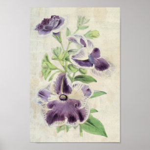 Vintage Botanical Eclipse & Annie Kien Petunias Poster