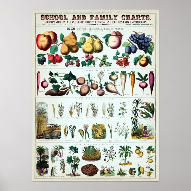 Vintage Botanical Educational Chart (Front)