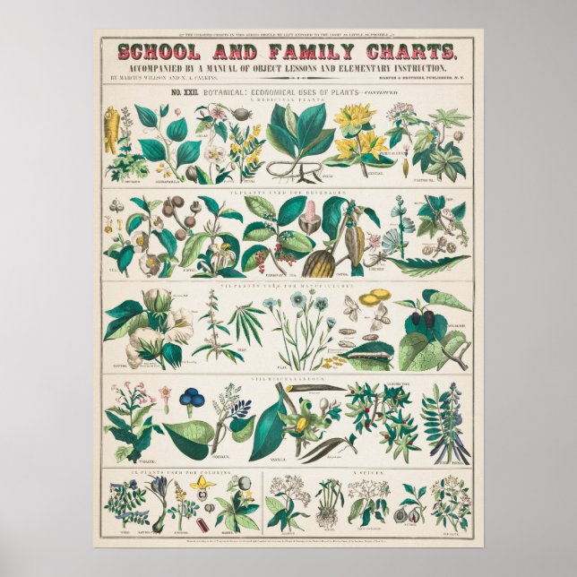 Vintage Botanical Educational Poster (Front)
