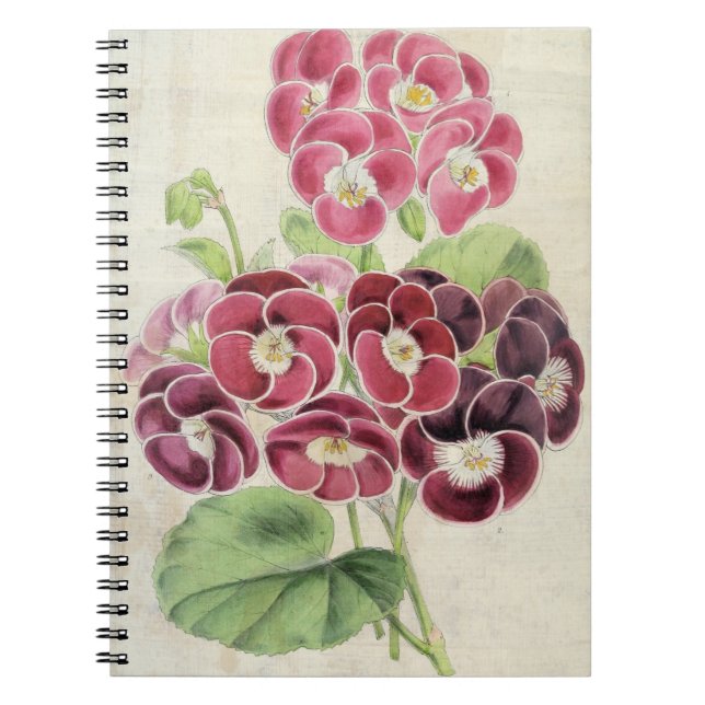 Vintage Botanical Fancy Pelargoniums Notebook (Front)