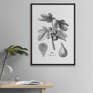 Vintage Botanical Fig Illustration Poster