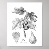 Vintage Botanical Fig Illustration Poster (Front)