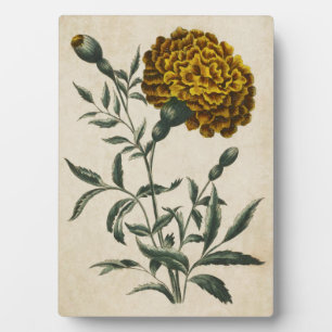 Vintage Botanical Floral African Marigold Plaque