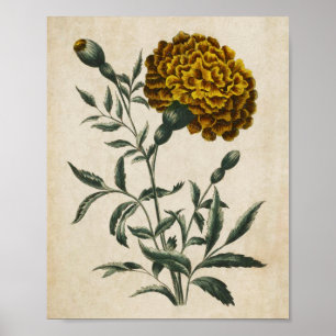 Vintage Botanical Floral African Marigold Print