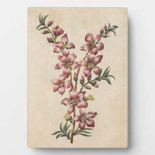 Vintage Botanical Floral Almond Blossom Plaque