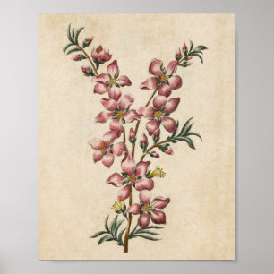 Vintage Botanical Floral Almond Blossom Print
