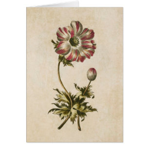 Vintage Botanical Floral Anemone Illustration