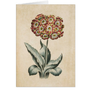 Vintage Botanical Floral Auricula Illustration