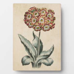 Vintage Botanical Floral Auricula Plaque