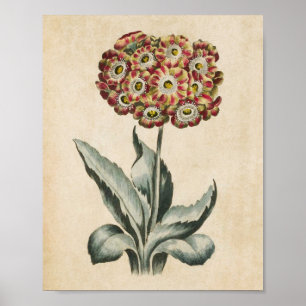 Vintage Botanical Floral Auricula Print