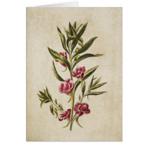 Vintage Botanical Floral Balsam Illustration
