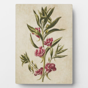 Vintage Botanical Floral Balsam Plaque