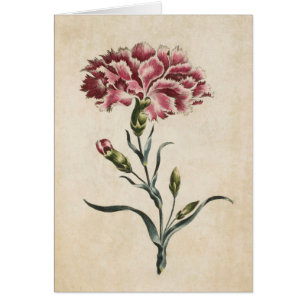 Vintage Botanical Floral Carnation Illustration