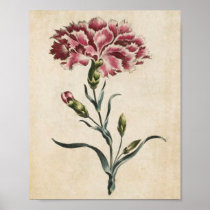 Vintage Botanical Floral Carnation Print