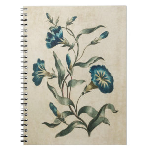 Vintage Botanical Floral Convolvulus Illustration Notebook