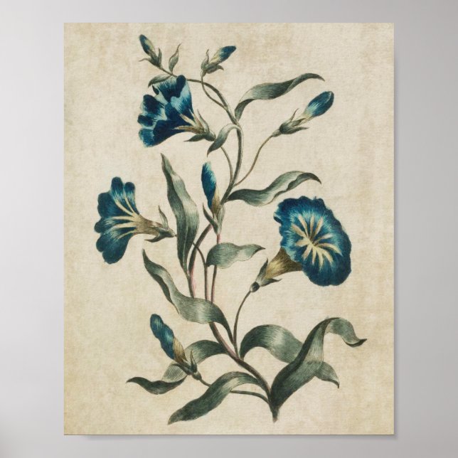 Vintage Botanical Floral Convolvulus Print (Front)