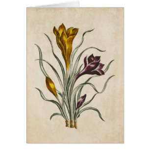 Vintage Botanical Floral Crocus Illustration