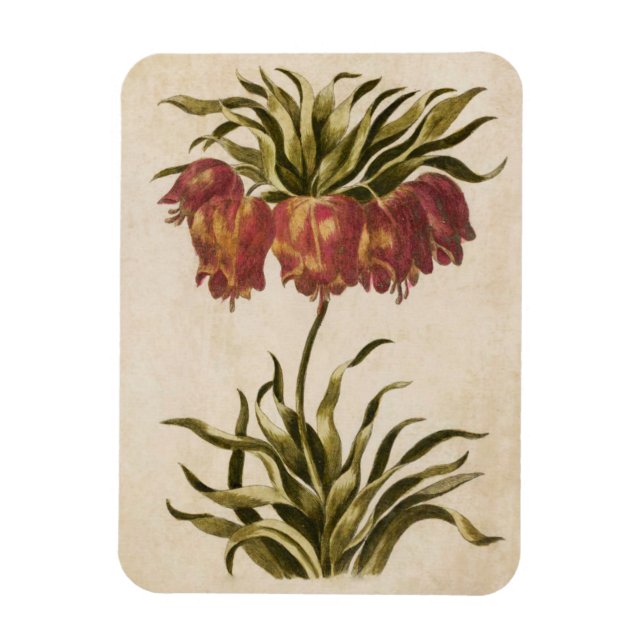 Vintage Botanical Floral Crown Imperial Magnet (Vertical)