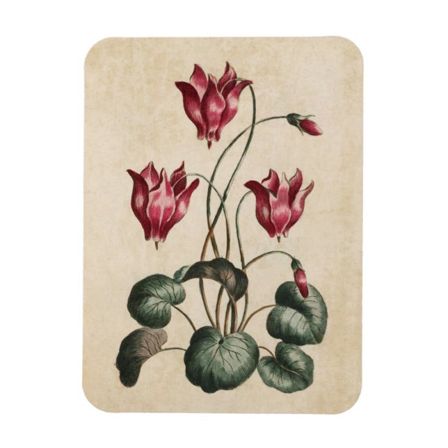 Vintage Botanical Floral Cyclamen Magnet (Vertical)