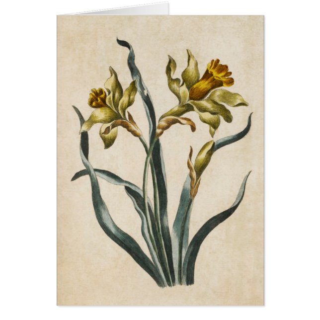 Vintage Botanical Floral Daffodil Illustration (Front)