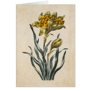 Vintage Botanical Floral Daffodil Illustration