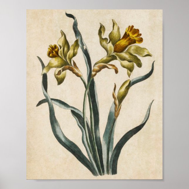 Vintage Botanical Floral Daffodil Print (Front)