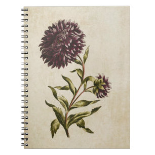 Vintage Botanical Floral Double Aster Illustration Spiral Notebook