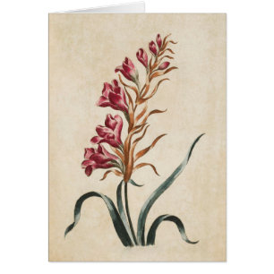 Vintage Botanical Floral Foxglove Illustration