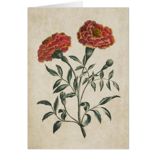 Vintage Botanical Floral French Marigold (Front)